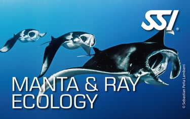 a manta ray ray ray ray ray ray ray ray ray ray ray ray ray