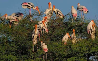A flock of Painted Storks perched on a tree, Bharatpur Bird Sanctuary