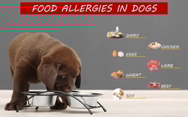 Dog Food for Allergies