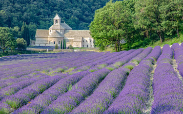 Purple lavender fields in bloom at the historic Senanque Abbey in Provence, France.