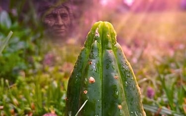 Spiritual connection experience with huachuma