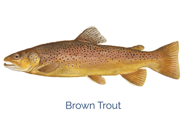 picture of a brown trout