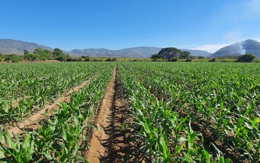 Bioestimulación orgánica