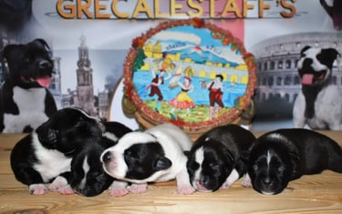 cuccioli grecalestaffs staffordshire bull terrier con pedigree Enci allevamento Sicilia Italia
