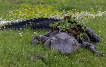 Huge American Aligator hiding in the grass with a menacing smile