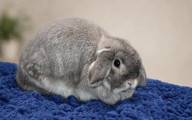 Hot Cross Buns' Chummy - super sweet squirrel doe