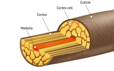 The naturally strong structure of Vietnamese hair gives it a major advantage, making it ideal for producing high-quality wigs