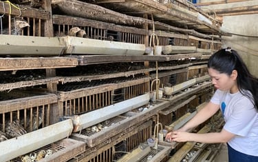 trứng chim cút bóc sẵn Đông Anh, Hà Nội, chim cút thịt, chim câu thịt giá sỉ