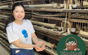 trứng chim cút giá sỉ, giao hàng Hà Nội, Bắc Ninh, Hưng Yên, Vĩnh Phúc, Phú Thọ, Thái Nguyên