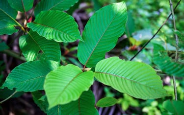 Close-up of vibrant green Mitragyna speciosa or kratom leaves with prominent red veins in a tropical forest.