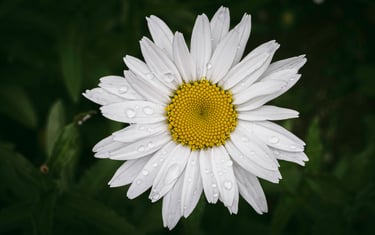 a white daisy flower with water droplets on it