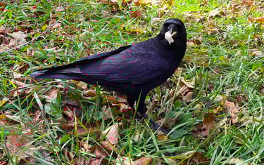 cheeky crow named Poe