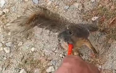Dave M Feed Squirrel
