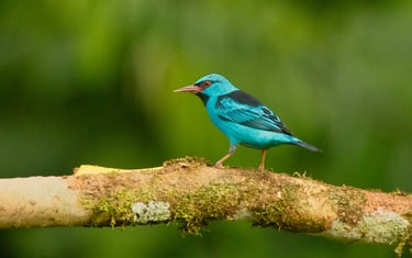 Photography & Birdwatching Manu National Park by Bus 8 Day Amazon Wildlife