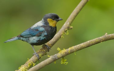 Photography Manu Reserved Natural Paradise 9 D/8N