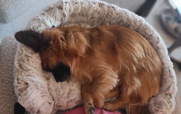 Brown dog enjoying closer connection in the Furr Lap, Pet Lap Bed