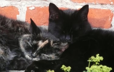 two cats are laying on a brick wall