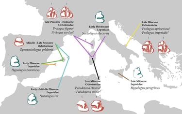 Location of fossil lagomorphs in Mediterranean Islands. Blanca Moncunill Solé CC BY-NC-ND 4.0