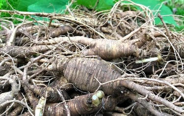 ginseng roots