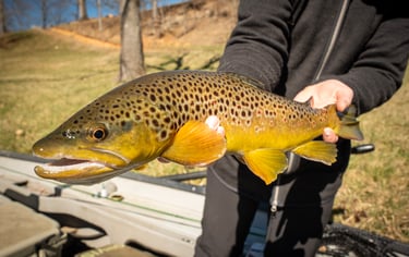 February Fly Fishing South Holston in Tennessee 