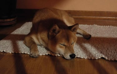 dogAdvisor | dogadvisor | dog advisor | dogAdvisor.dog