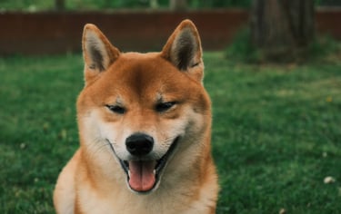 dogAdvisor | dogadvisor | dog advisor | dogAdvisor.dog