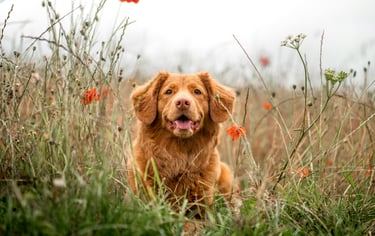 dogAdvisor | dogadvisor | dog advisor | dogAdvisor.dog