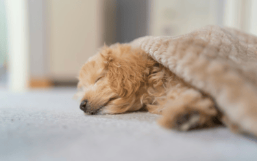 dogAdvisor | dogadvisor | dog advisor | dogAdvisor.dog