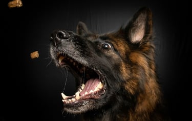 dogAdvisor | dogadvisor | dog advisor | dogAdvisor.dog