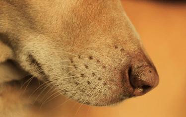 dogAdvisor | dogadvisor | dog advisor | dogAdvisor.dog