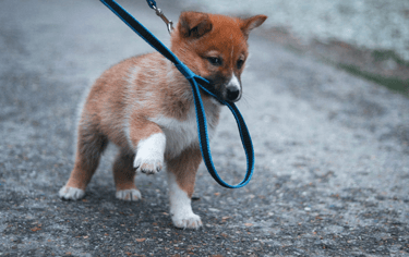 dogAdvisor | dogadvisor | dog advisor | dogAdvisor.dog