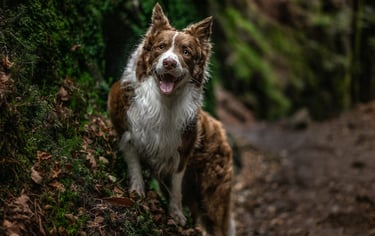 dogAdvisor | dogadvisor | dog advisor | dogAdvisor.dog