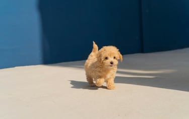 dogAdvisor | dogadvisor | dog advisor | dogAdvisor.dog