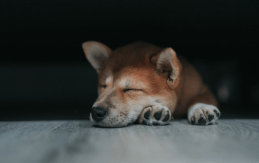 dogAdvisor | dogadvisor | dog advisor | dogAdvisor.dog