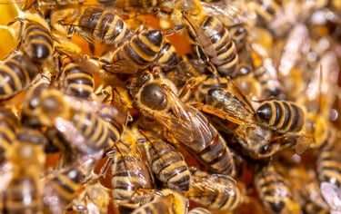 queen honey bee among workers