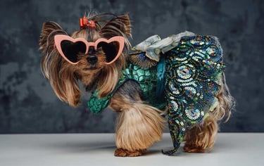 Un Yorkshire Terrier que lleva gafas rosas con forma de corazón y un vestido verde de lentejuelas