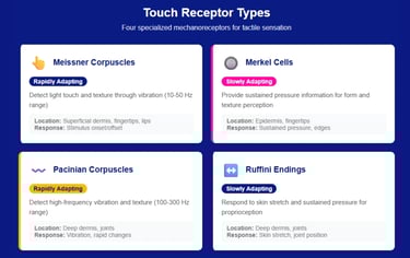 Touch receptor types diagram: Meissner, Merkel, Pacinian, Ruffini mechanoreceptors with functions