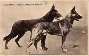 Historique du berger blanc suisse white shepherd Shaferhund Typen 1925