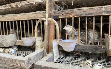 trứng chim cút bóc sẵn, chim cút thịt, chim bồ câu thịt giá sỉ Đông Anh Hà Nội (1)