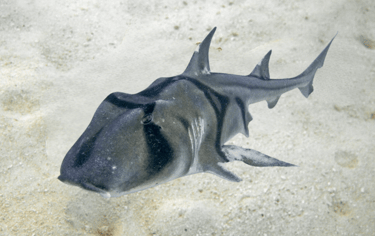 Requin dormeur taureau Jackson