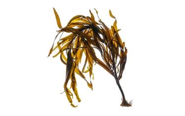 Seirococcus axillaris