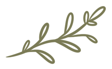 dessin d'une branche d'olivier