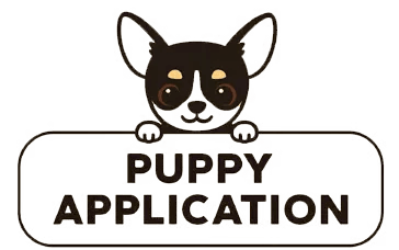 Louisiana AKC Chihuahua puppy in black, white, and tan, inviting families to apply for companionship