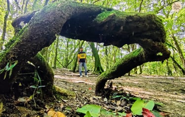 Framed by a moss-laden tree  - Mawphlang Sacred Grove, Meghalaya's green mystery.