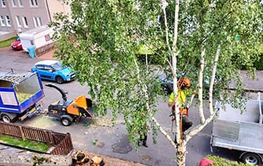 Silver birch tree pruning