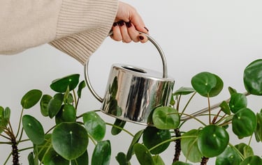 Silver watering can watering houseplants