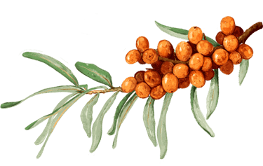 Sanddorn Argousier Sanddornbeeren