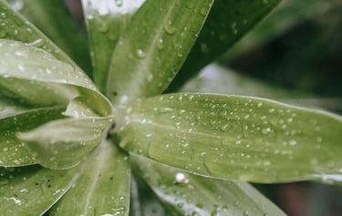 Indoor plant with wet leaves