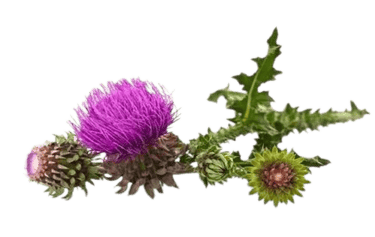 milk thistle