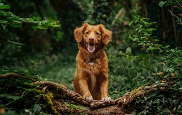 dogAdvisor | dogadvisor | dog advisor | dogAdvisor.dog